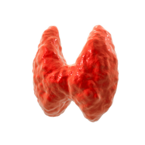 Tireoide